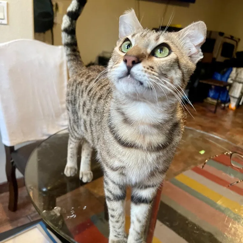 Elegante thumbnail 4