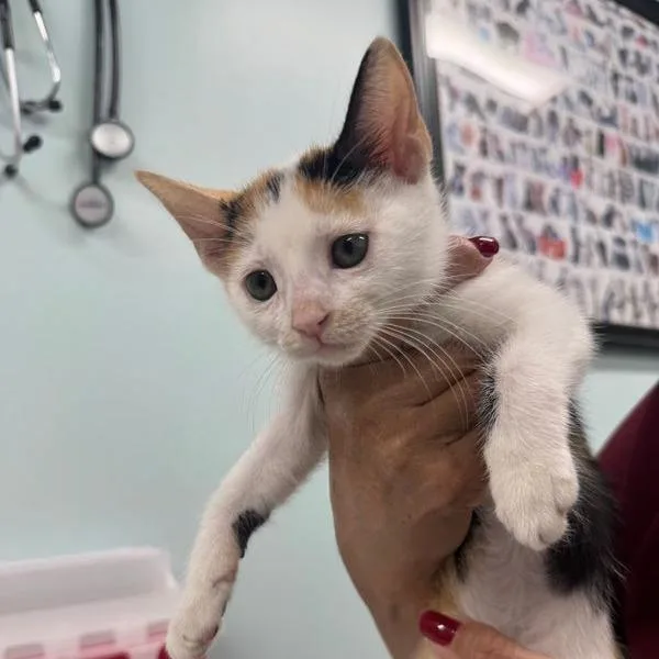 A baby small-sized female Calico Domestic Short Hair cat named Lily for adoption in Hamburg, NY
