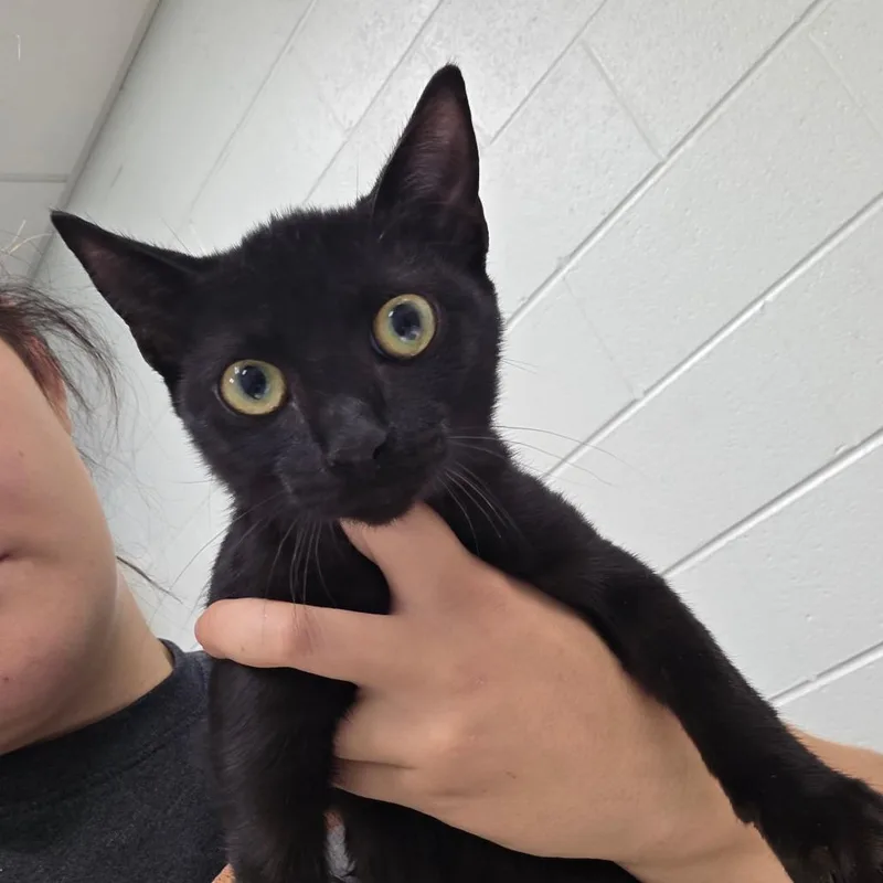 A baby medium-sized female Black Domestic Short Hair cat named Esme for adoption in Chattanooga, TN