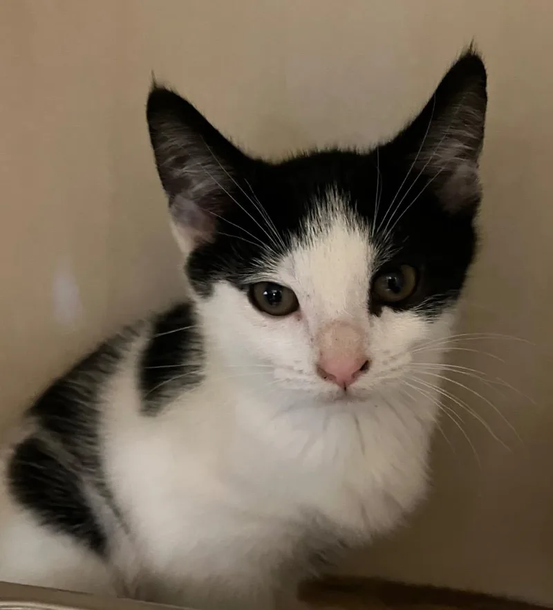 A baby medium-sized female Domestic Short Hair cat named Cataleya for adoption in Christiansburg, VA