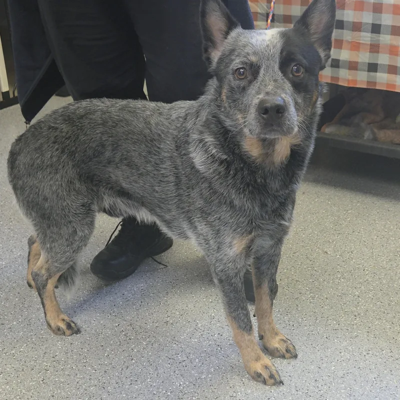 An adult medium-sized male Merle (Blue) Australian Cattle Dog / Blue Heeler dog named Ethan for adoption in Watertown, NY