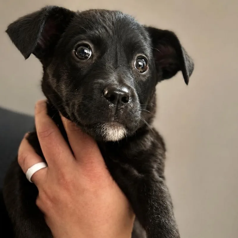 A baby medium-sized female Black Mixed Breed dog named Gertie for adoption in Cranston, RI