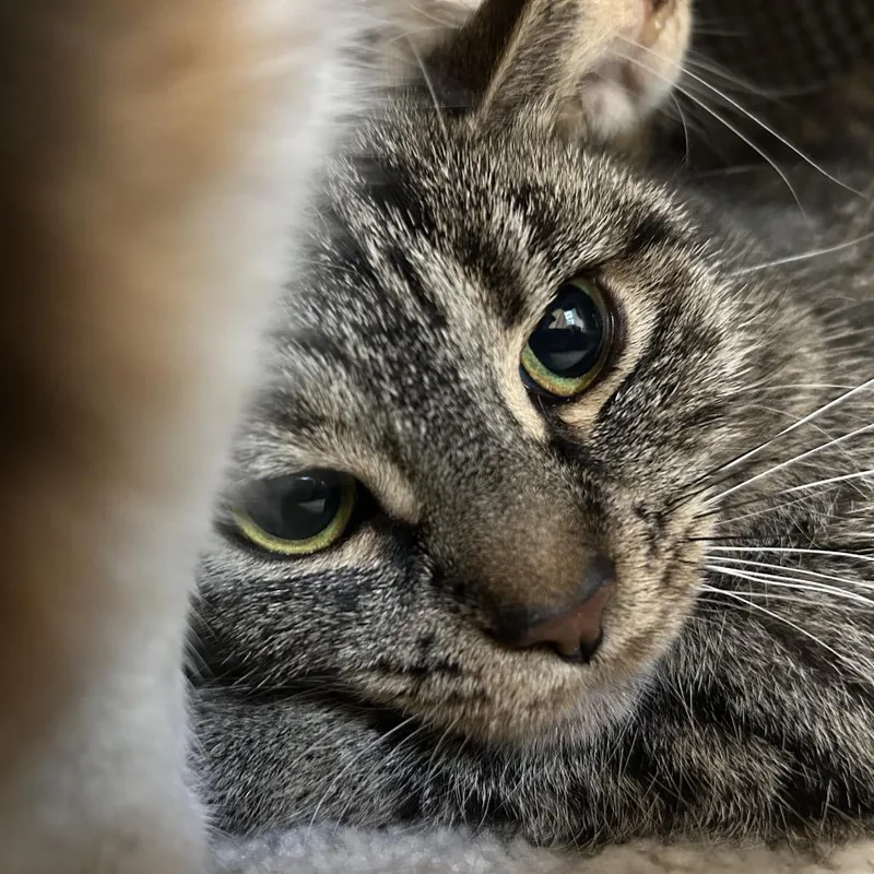 An adult medium-sized female Black Domestic Short Hair cat named Missy for adoption in Bedford, NH