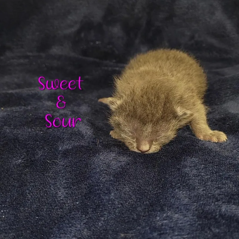 Sweet & Sour thumbnail 3