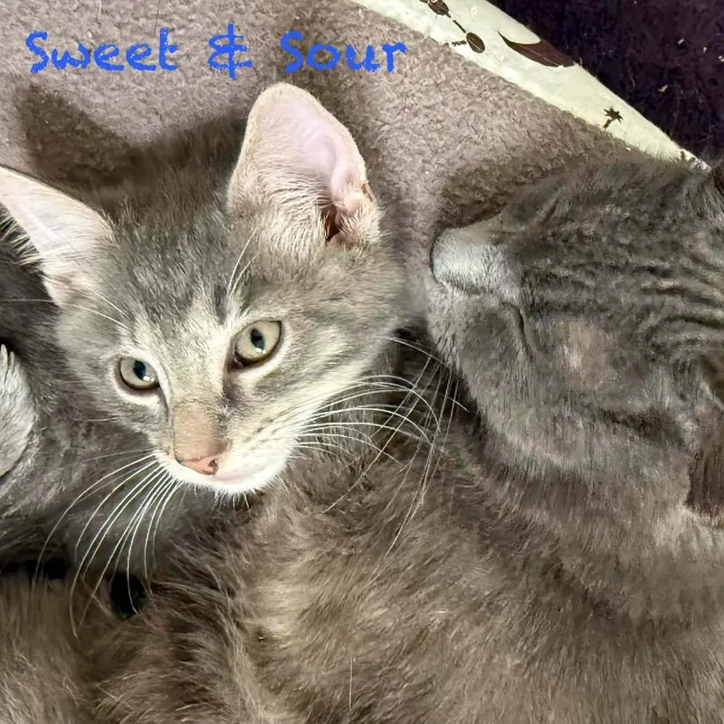 Sweet & Sour thumbnail 5