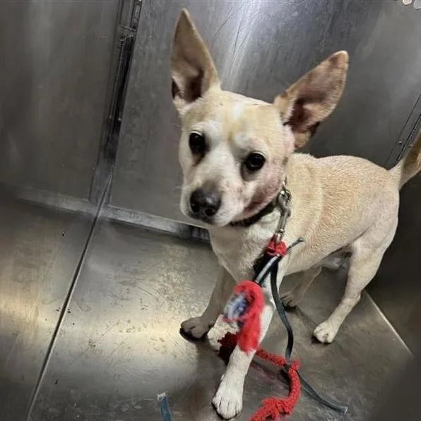An adult small-sized male Yellow / Tan / Blond / Fawn Chihuahua dog named Cantaloupe for adoption in Austin, TX
