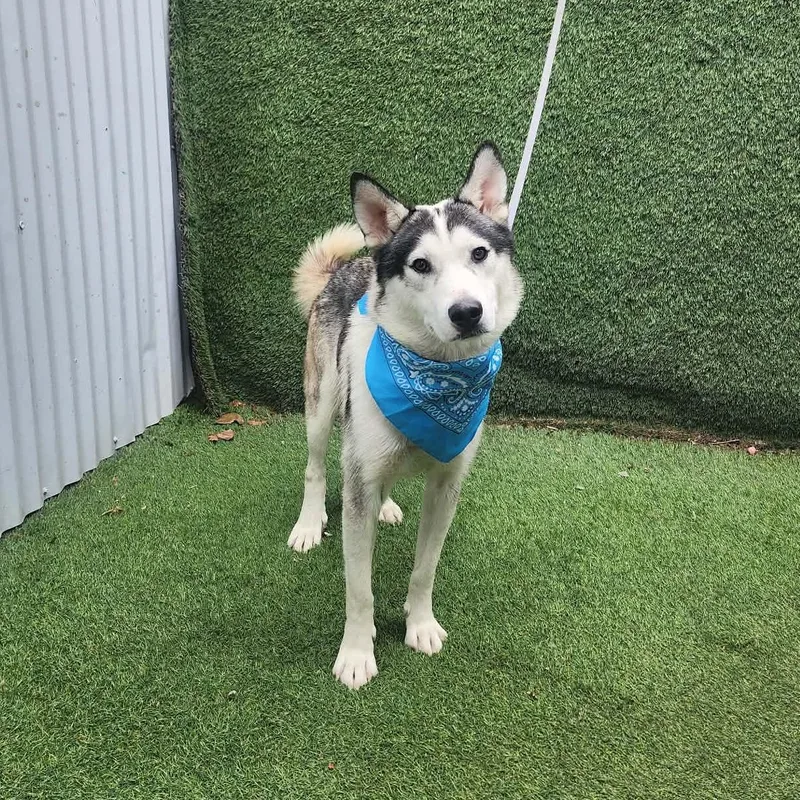 A young medium-sized male Black Husky dog named Cosmo for adoption in Oak Point, TX