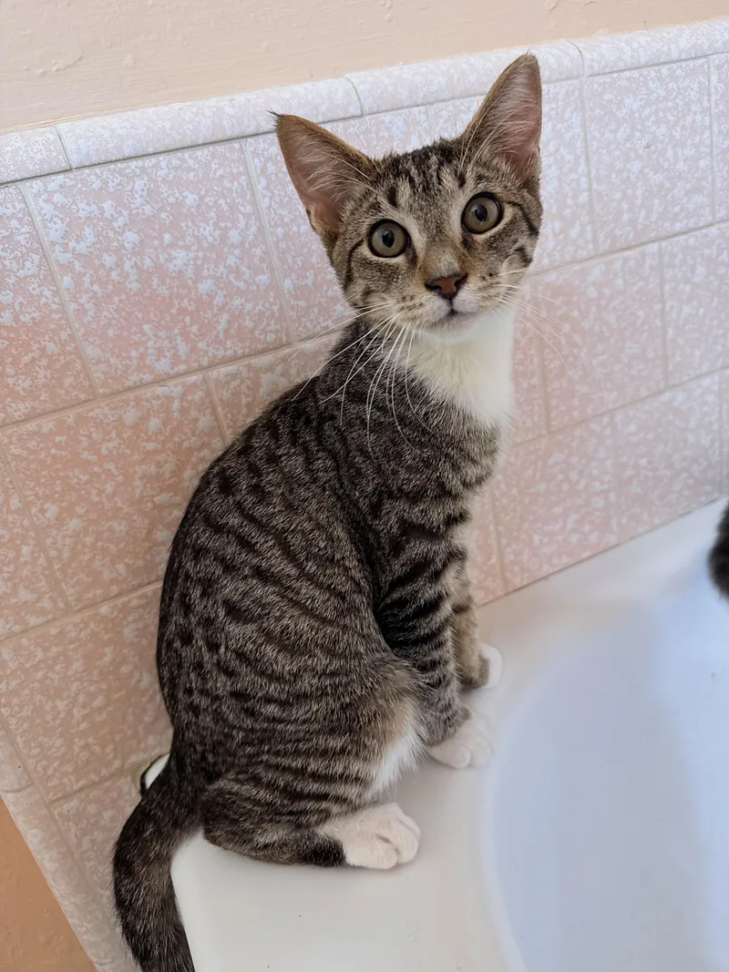 A baby small-sized male Tabby (Gray / Blue / Silver) Domestic Short Hair cat named Peanut for adoption in Fresno, CA