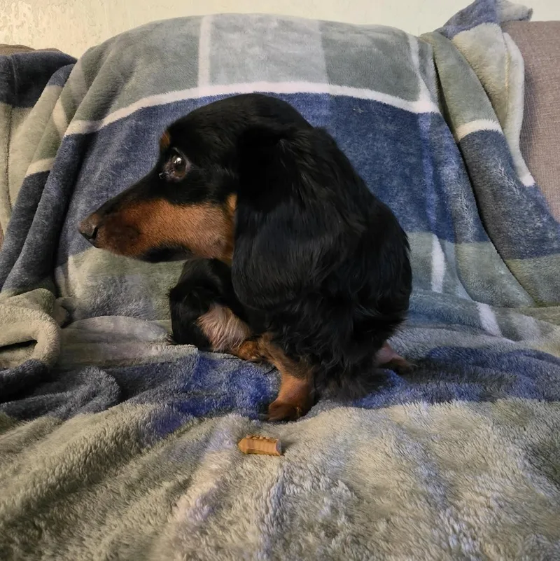 An adult small-sized female Dachshund dog named Daisy for adoption in Portland, OR