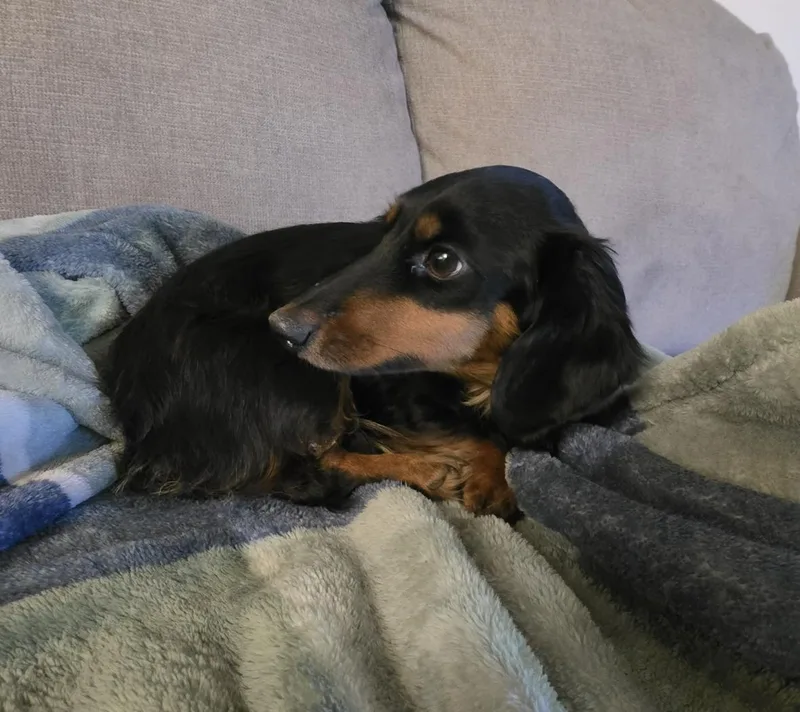 Daisy thumbnail 3