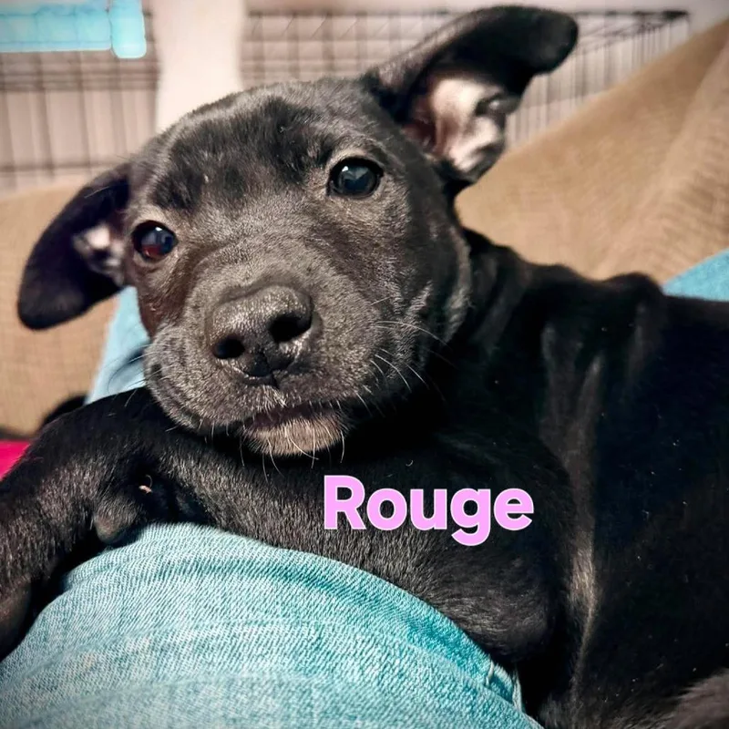 Rouge
