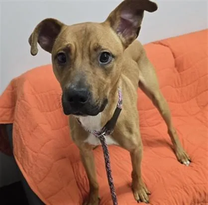 A young medium-sized male Pit Bull Terrier dog named Decker for adoption in Aliquippa, PA