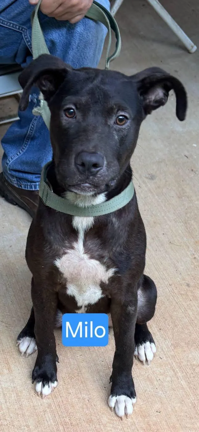 A young medium-sized male Pit Bull Terrier dog named Milo for adoption in Greensboro, AL