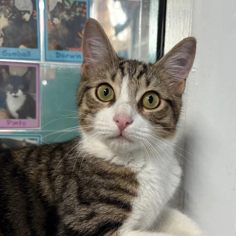 A young medium-sized male Brown / Chocolate Domestic Short Hair cat named Jeffrey for adoption in Fort Lauderdale, FL