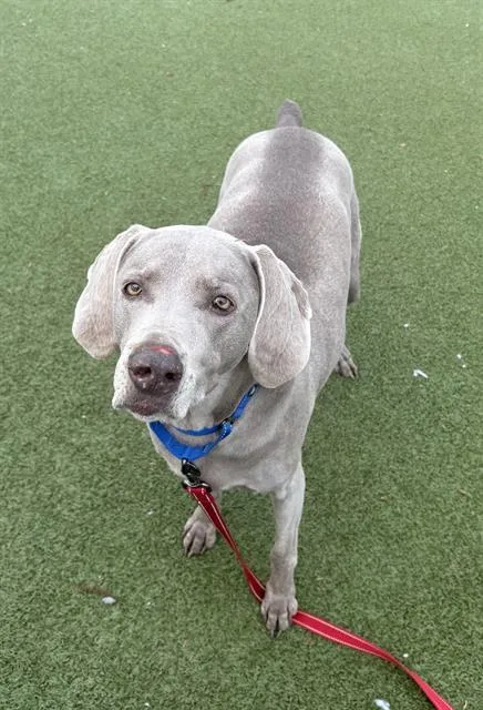 A senior large-sized female Weimaraner dog named Lucy for adoption in Boston, MA