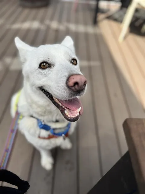 An adult medium-sized female Mixed Breed dog named Roxanne for adoption in Dallas, TX
