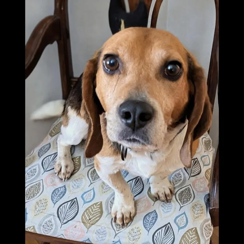 An adult medium-sized male Tricolor (Brown, Black, & White) Beagle dog named Jimmy Carter for adoption in Midlothian, VA