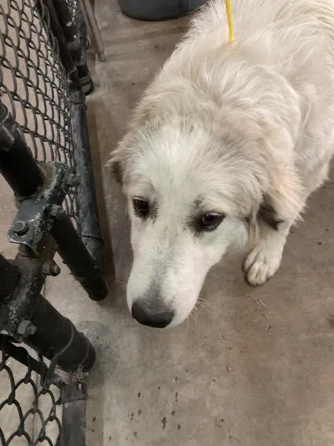 A young large-sized female Mixed Breed dog named Quinn for adoption in Dallas, TX