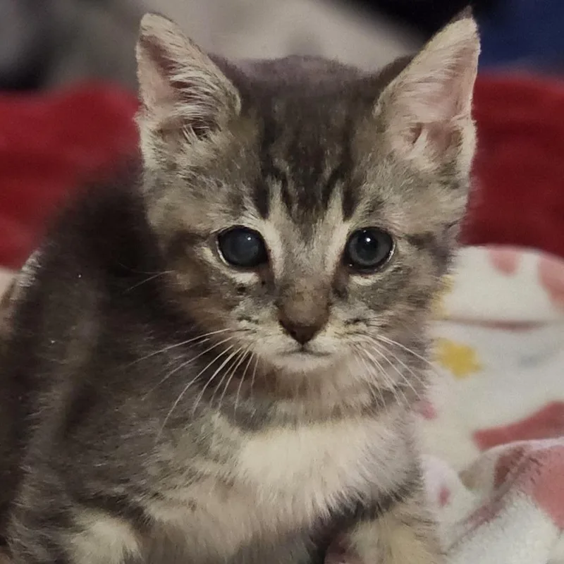 A baby small-sized male Gray / Blue / Silver Domestic Short Hair cat named Tavish for adoption in Shinnston, WV