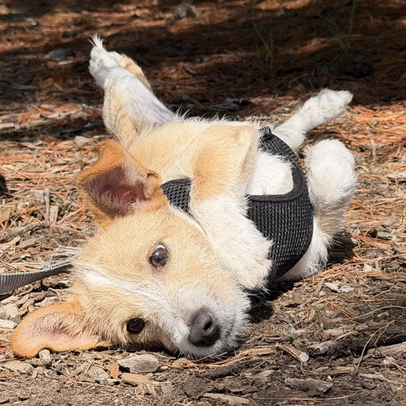 A baby small-sized male White / Cream Chihuahua dog named Minnow for adoption in East Hampton, NY