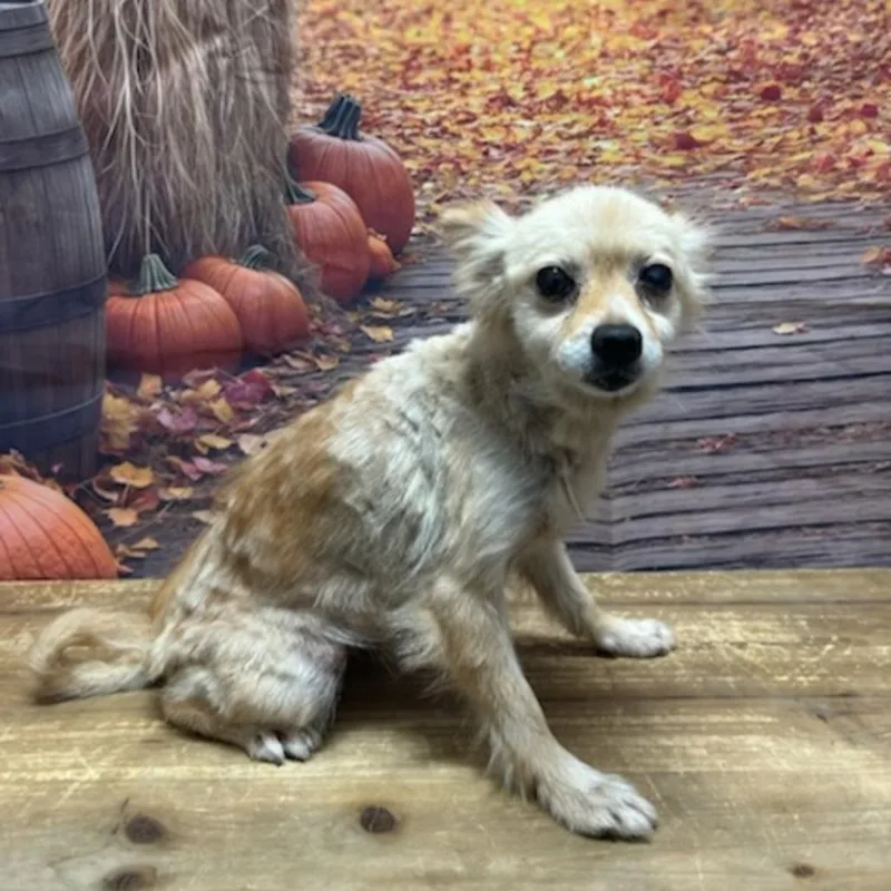 A senior small-sized female Pomeranian dog named Sharise for adoption in Normal, IL