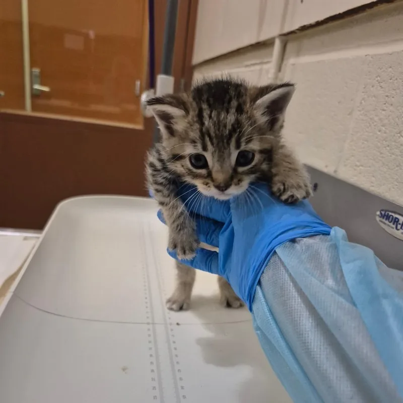 A baby small-sized female Brown / Chocolate Domestic Short Hair cat named Zaya for adoption in Upland, CA