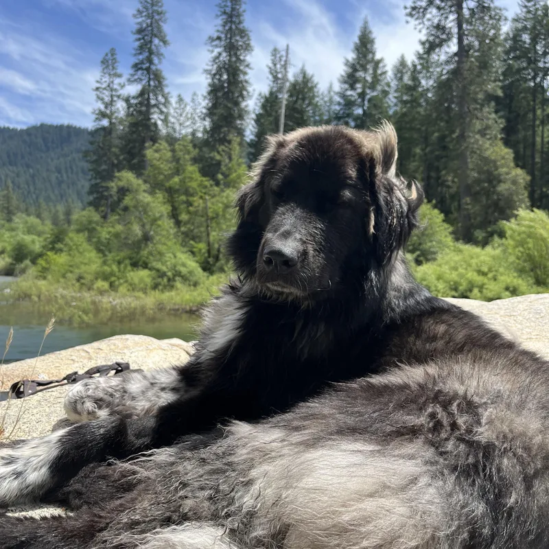 A young large-sized female Newfoundland Dog dog named Fig for adoption in Lakeport, CA