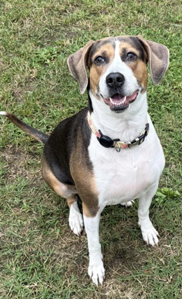 An adult large-sized female Pit Bull Terrier dog named Sunny for adoption in Virginia Beach, VA