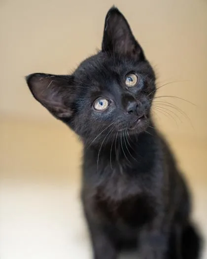 A baby small-sized male Domestic Short Hair cat named Buzby for adoption in Pequot Lakes, MN