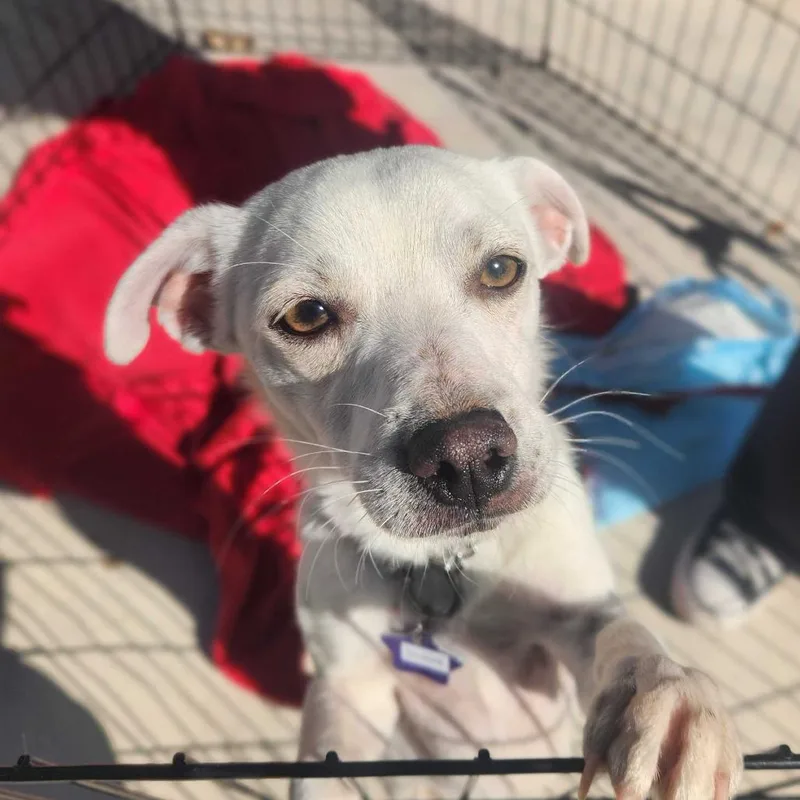 A young small-sized male White / Cream Mixed Breed dog named Clove for adoption in San Francisco, CA