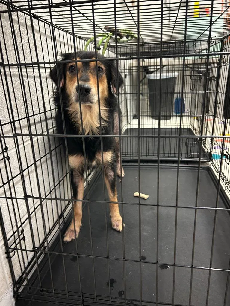 A young large-sized female Mixed Breed dog named Blakely AWAITING TRIAGE for adoption in Chickamauga , GA