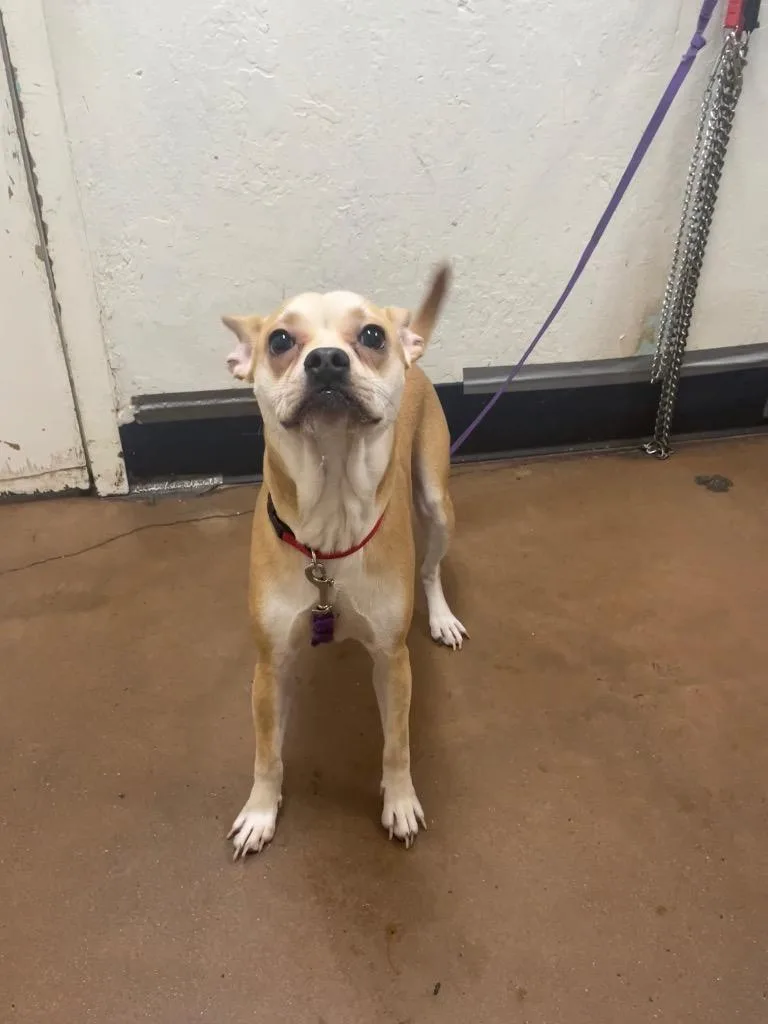 A baby medium-sized male French Bulldog dog named Reggie for adoption in Chico, CA