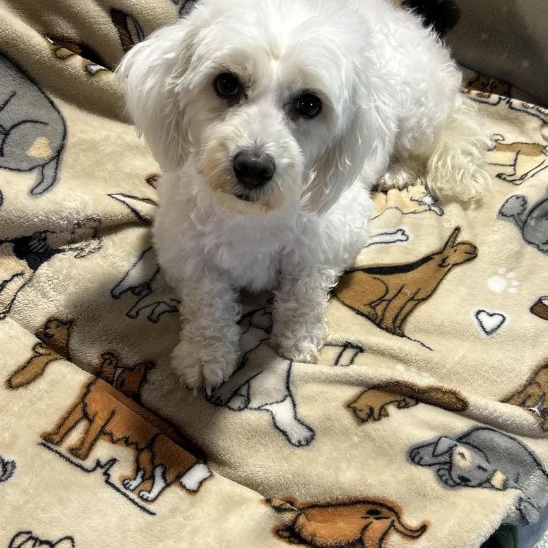 Lapdog Couch Kid Barbie thumbnail 2