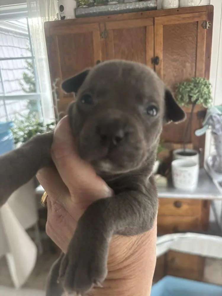 A baby medium-sized male Brown / Chocolate Mixed Breed dog named Gravy for adoption in Clinton Township, MI