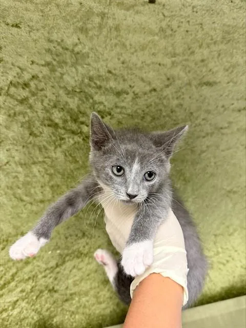 A baby small-sized female Domestic Short Hair cat named Becky for adoption in Riverside, CA