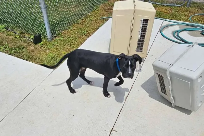 A young medium-sized male Black Boxer dog named Walter for adoption in Elizabeth, IL