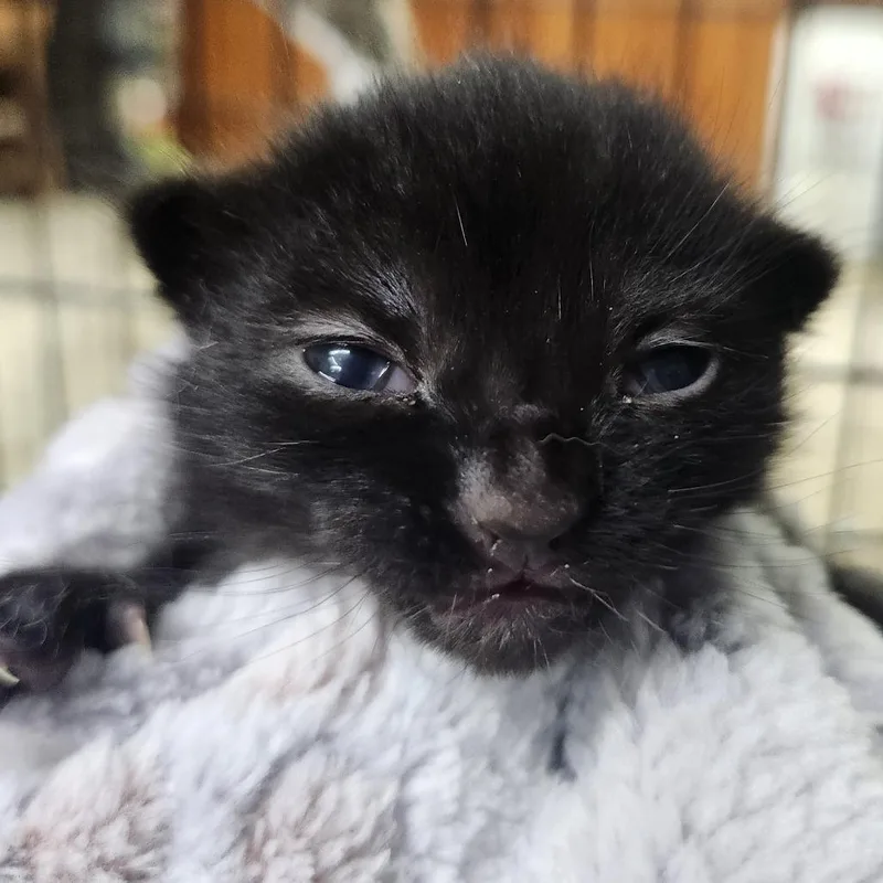 A baby small-sized male Black Domestic Short Hair cat named Sir KnotsALot for adoption in Middletown, OH