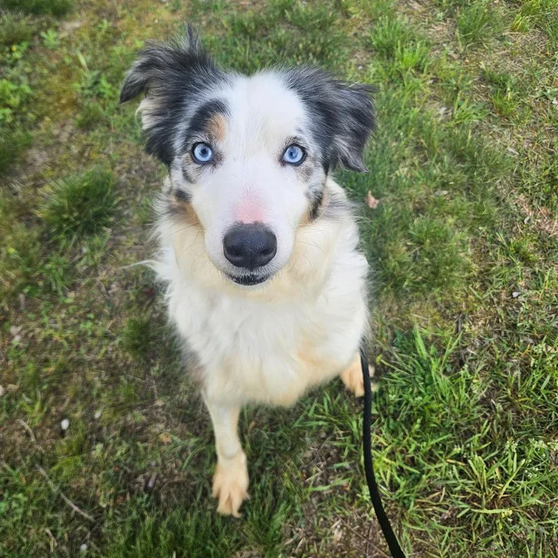 An adult medium-sized female White / Cream Australian Shepherd dog named Coco for adoption in Conway, NH