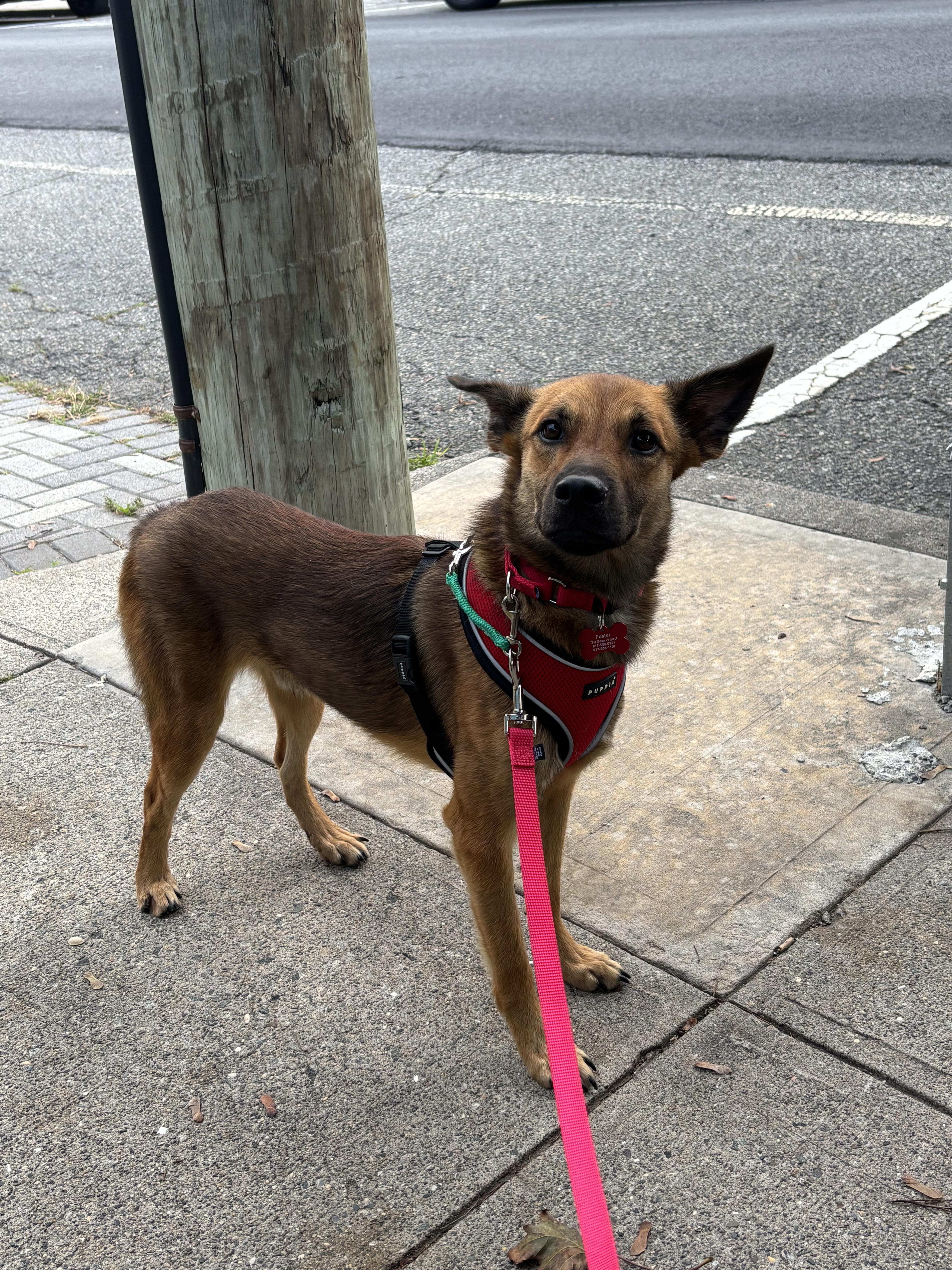 An adult medium-sized male Mixed Breed dog named Arlo for adoption in Brooklyn, NY