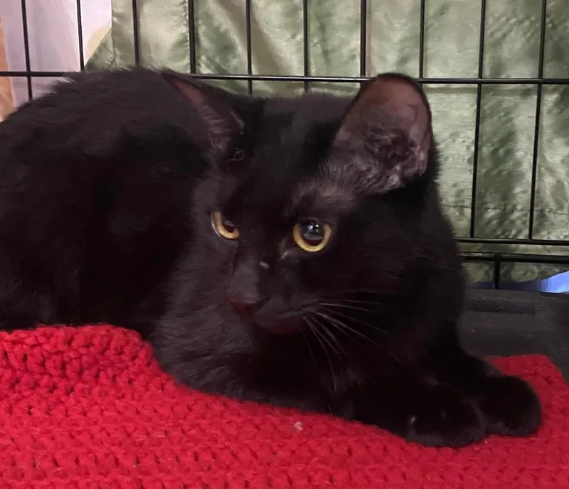 A baby small-sized female Black Domestic Short Hair cat named Sweet N Low for adoption in Dallas, TX