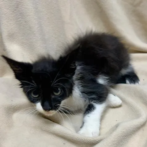 A young small-sized female Black Domestic Short Hair cat named Pluto for adoption in Donalsonville, GA