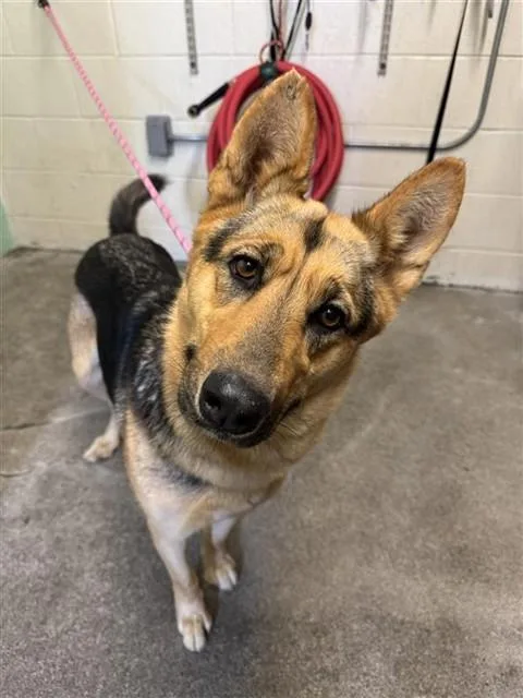 A young large-sized female German Shepherd Dog dog named A for adoption in Sacramento, CA