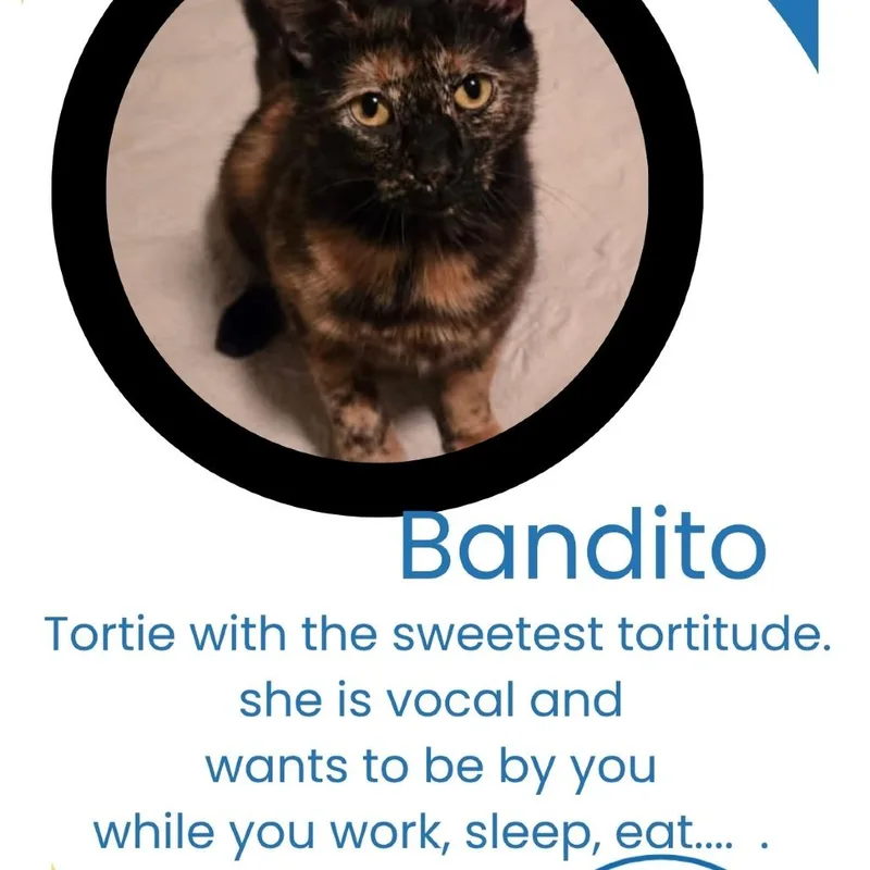 An adult medium-sized female Tortoiseshell Domestic Short Hair cat named Bandito A for adoption in SANTA ROSA BEACH, FL