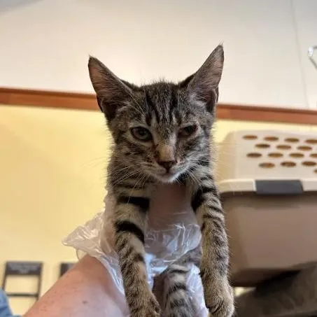 A baby small-sized female Brown / Chocolate Domestic Short Hair cat named Annie Sue for adoption in Lynchburg, VA
