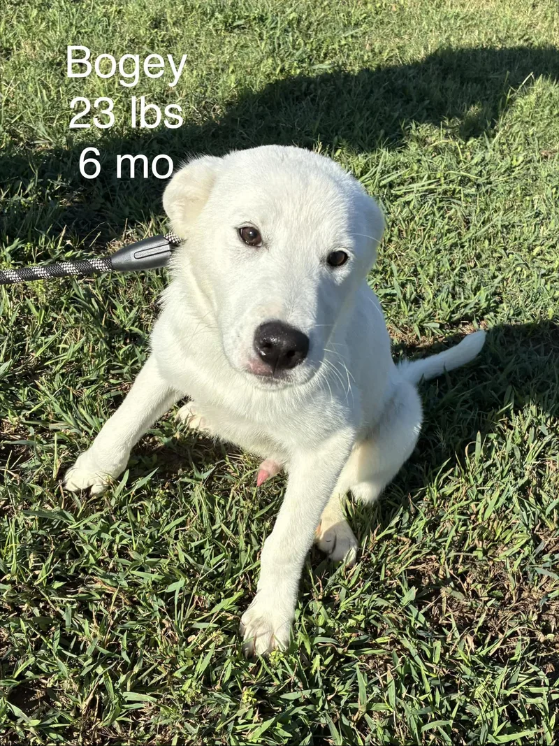 A young medium-sized male Shepherd dog named Bogey for adoption in Welling, OK