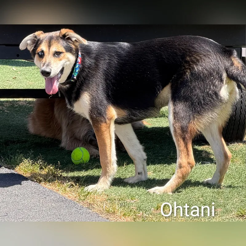 A young medium-sized male Tricolor (Brown, Black, & White) Mixed Breed dog named Ohtani for adoption in Fredericksburg, VA