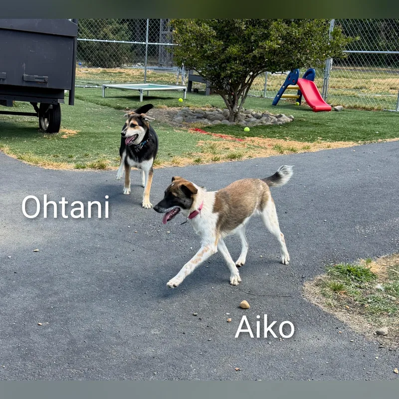 Ohtani thumbnail 6