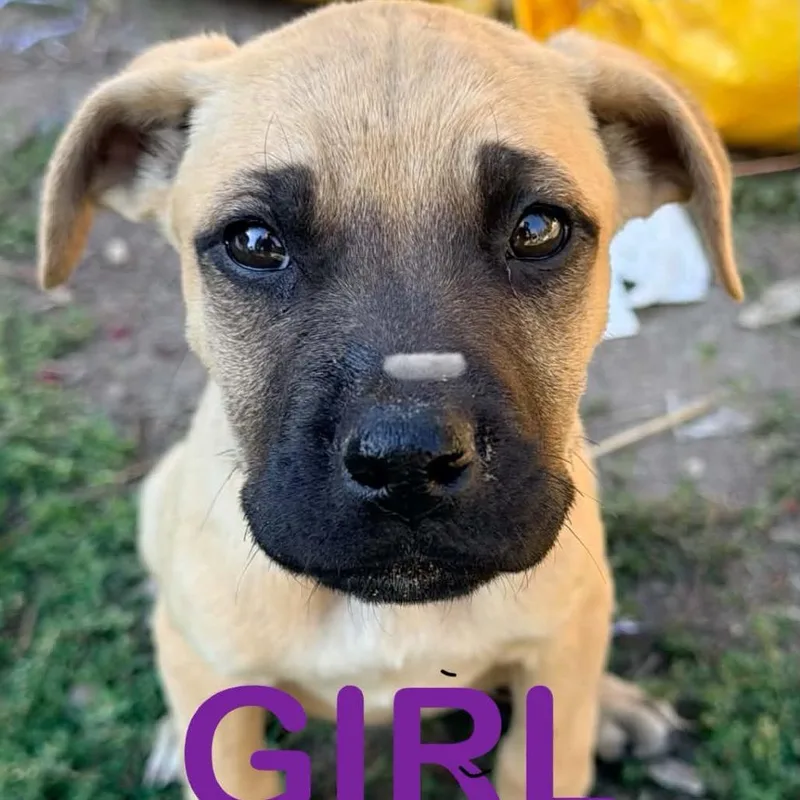 A baby large-sized female Apricot / Beige Mixed Breed dog named Sammy for adoption in Tacoma, WA