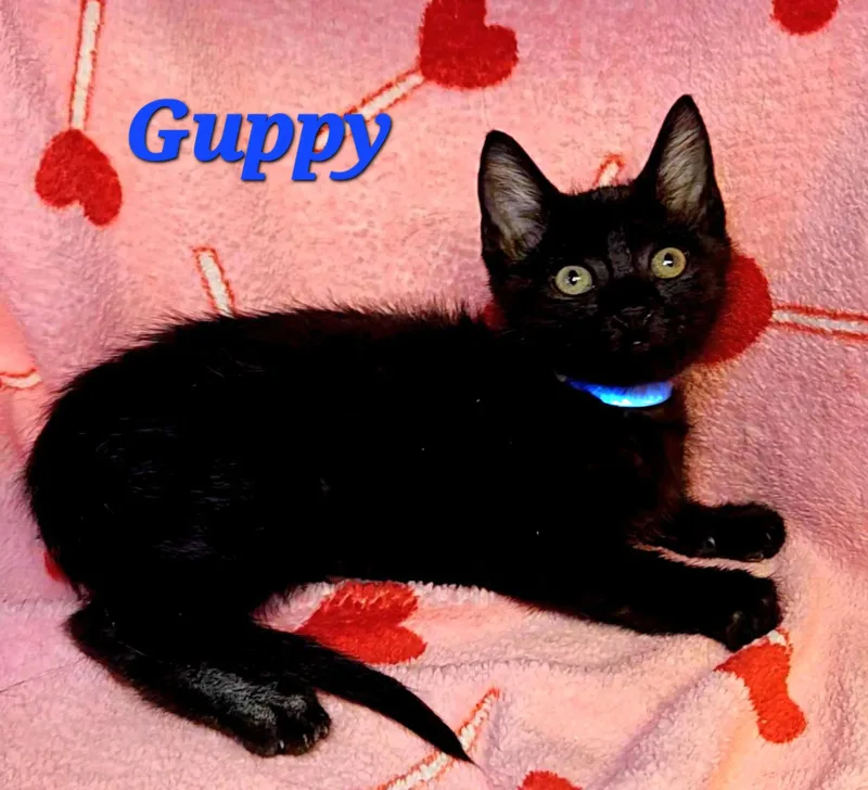 A baby medium-sized male Black Domestic Short Hair cat named Guppy for adoption in Macon, GA