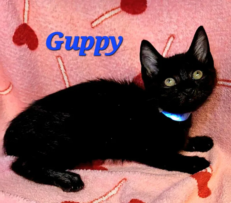 Guppy thumbnail 2